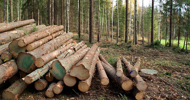 Billots de bois